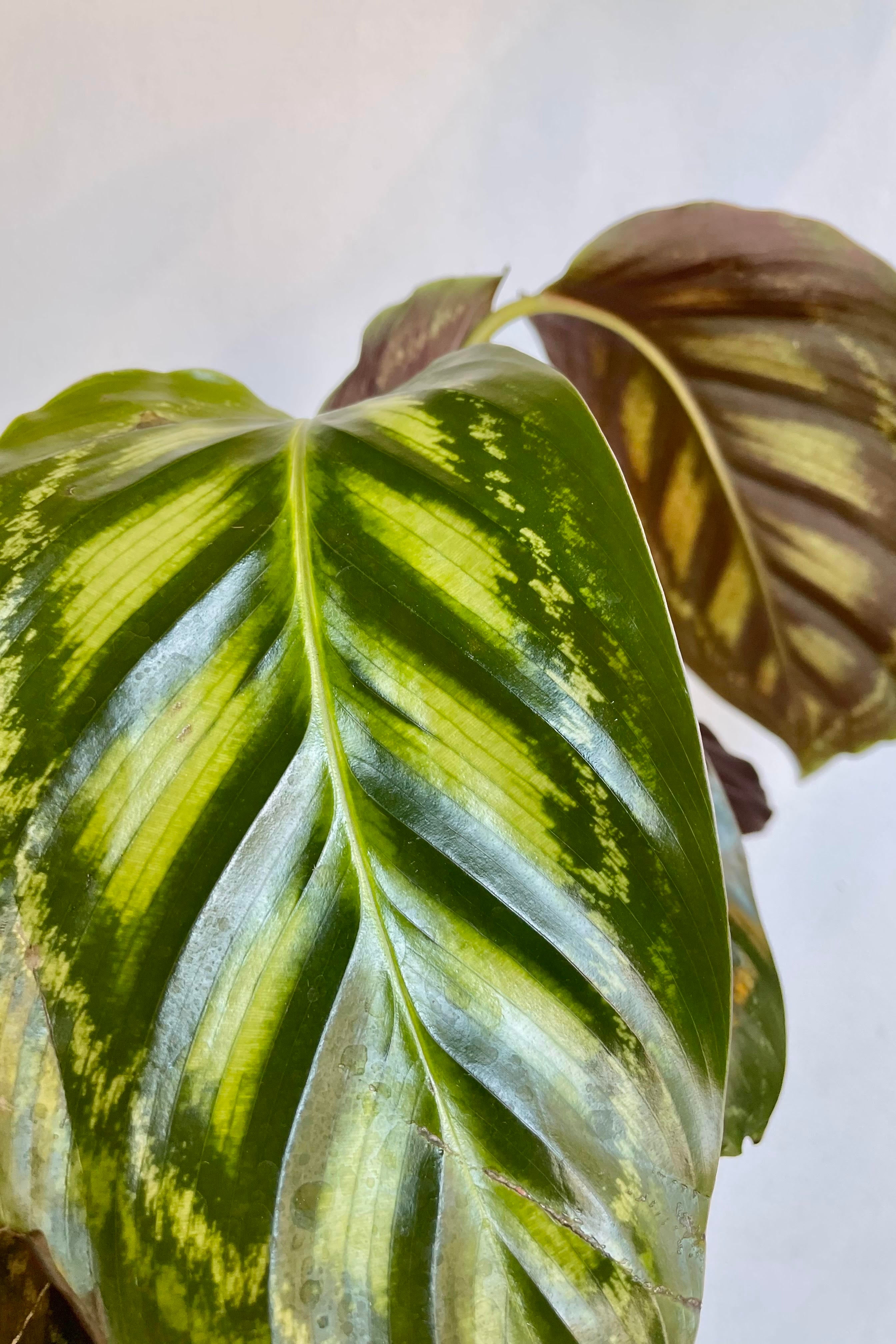 Calathea 'Flamestar' 4 Inch Live Plant - Rare Tropical Houseplant for Home & Office Decor | Perfect for Indoor Gardens, Low Light Spaces & Plant Lovers