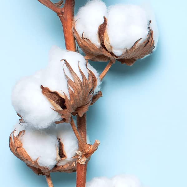 Powder & Cotton