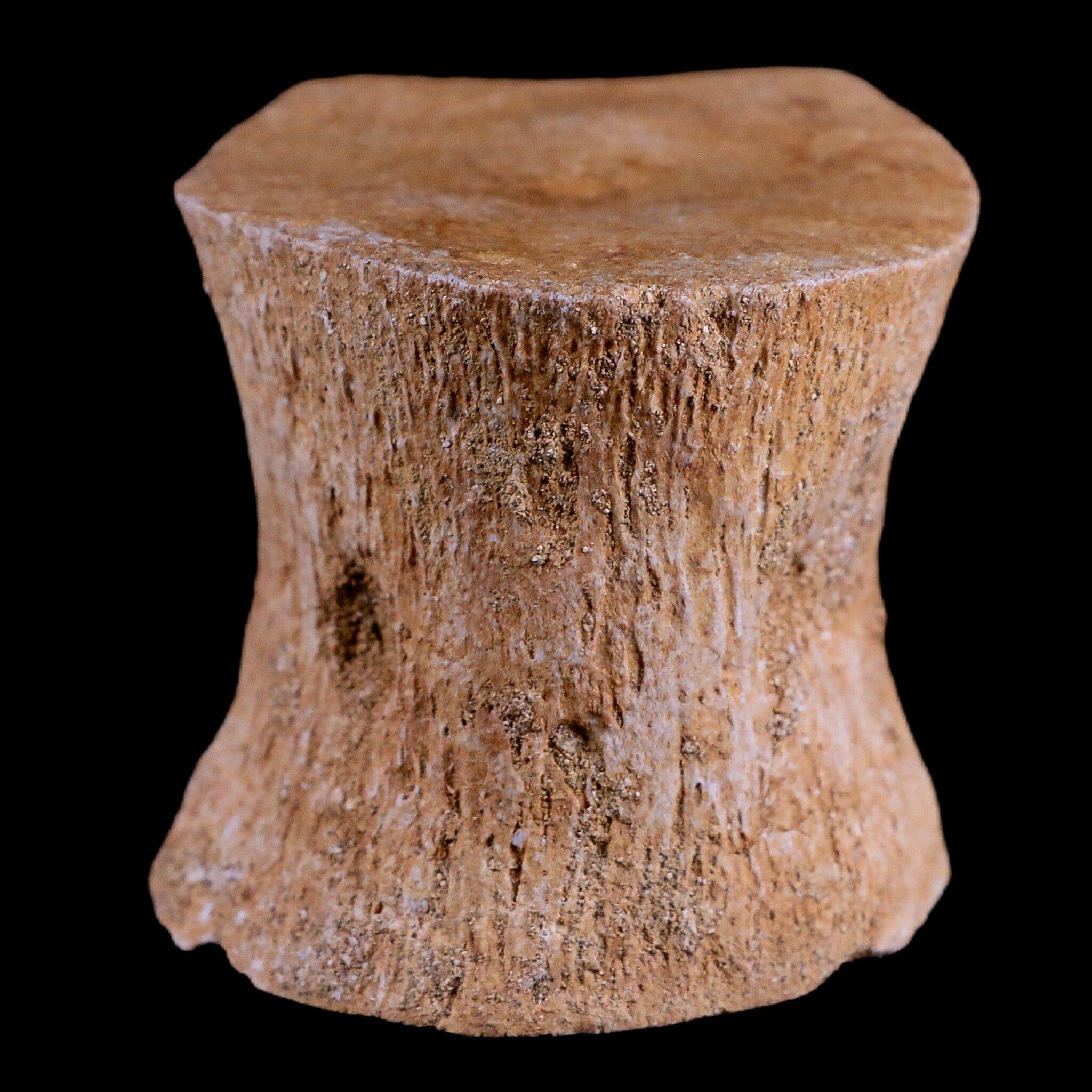 2 Authentic Plesiosaur Fossil Vertebrae - Cretaceous Dinosaur Era - Zarafasaura & Elasmosaurus Species - Includes COA - Perfect for Paleontology Collectors & Dinosaur Enthusiasts