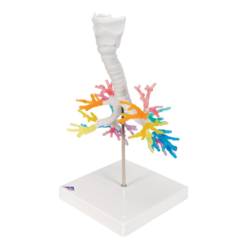 CT Bronchial Tree with Larynx Model - Human Respiratory System Anatomy Model for Medical Students, Doctors & Educators | Perfect for Classroom Demonstrations & Patient Education