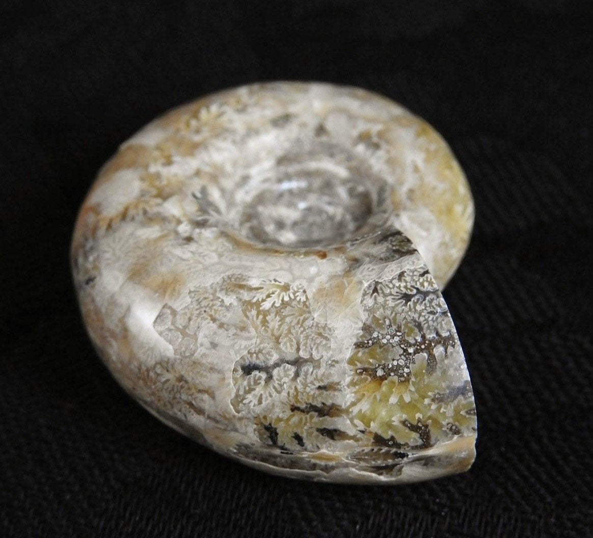 Authentic Ammonite Fossil from Morocco - Natural Stone for Home Decor, Jewelry Making & Meditation - Perfect for Collectors & Gifts