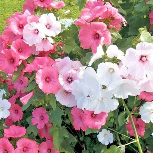 Rose Mallow Mix Seeds (100+ Seeds) - American Wildflower for White & Pink Blooms - Perfect for Gardens, Containers & Landscaping - Attracts Pollinators & Enhances Outdoor Spaces