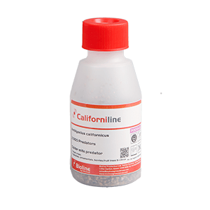 Californiline Spider Mite Predators - 2,000 Count (FGCAL) | Natural Pest Control for Gardens & Greenhouses