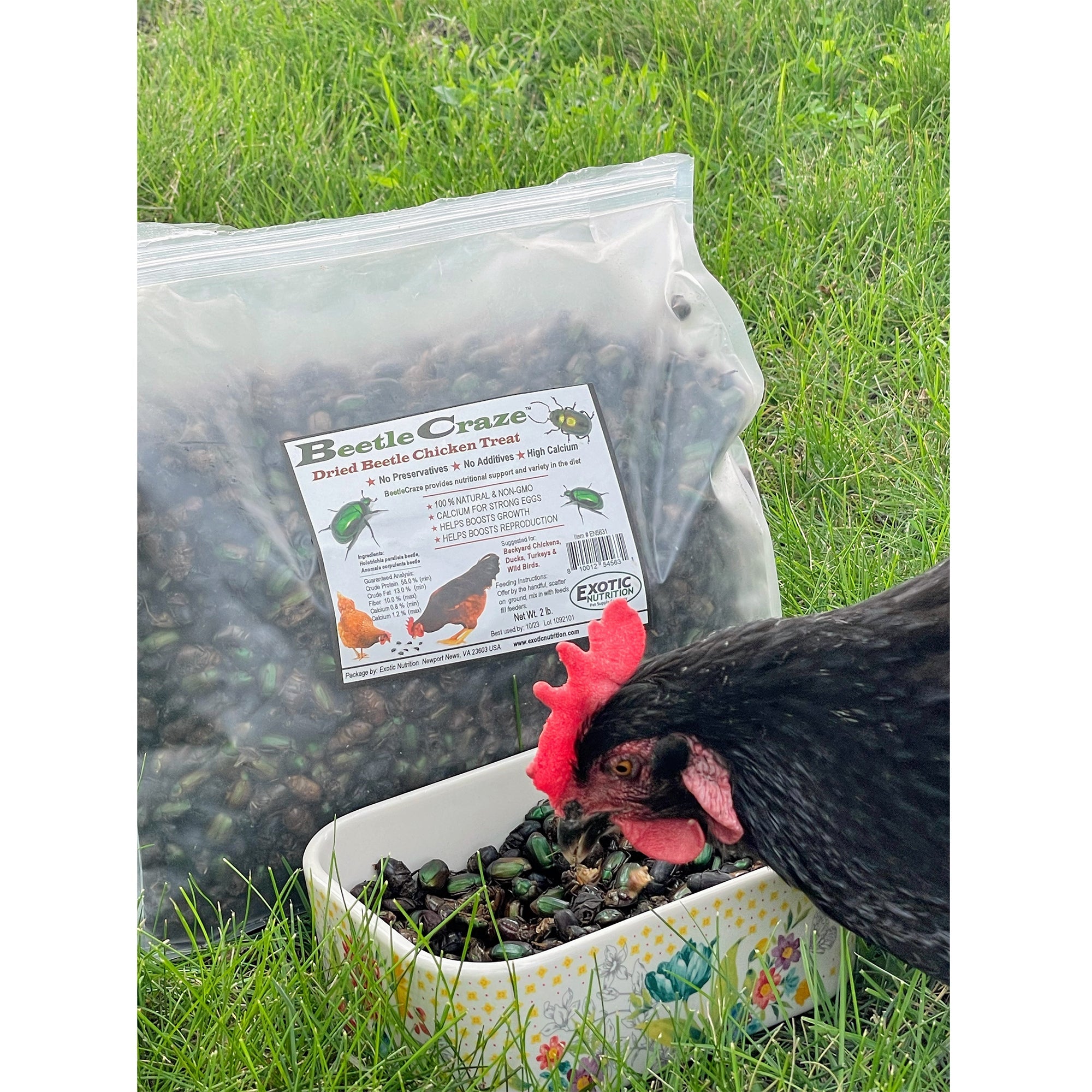 Beetle Craze 2 lb Natural Dried Mealworms - High Protein Reptile & Bird Food for Bearded Dragons, Chickens, Wild Birds - Perfect for Feeding Pets & Wildlife