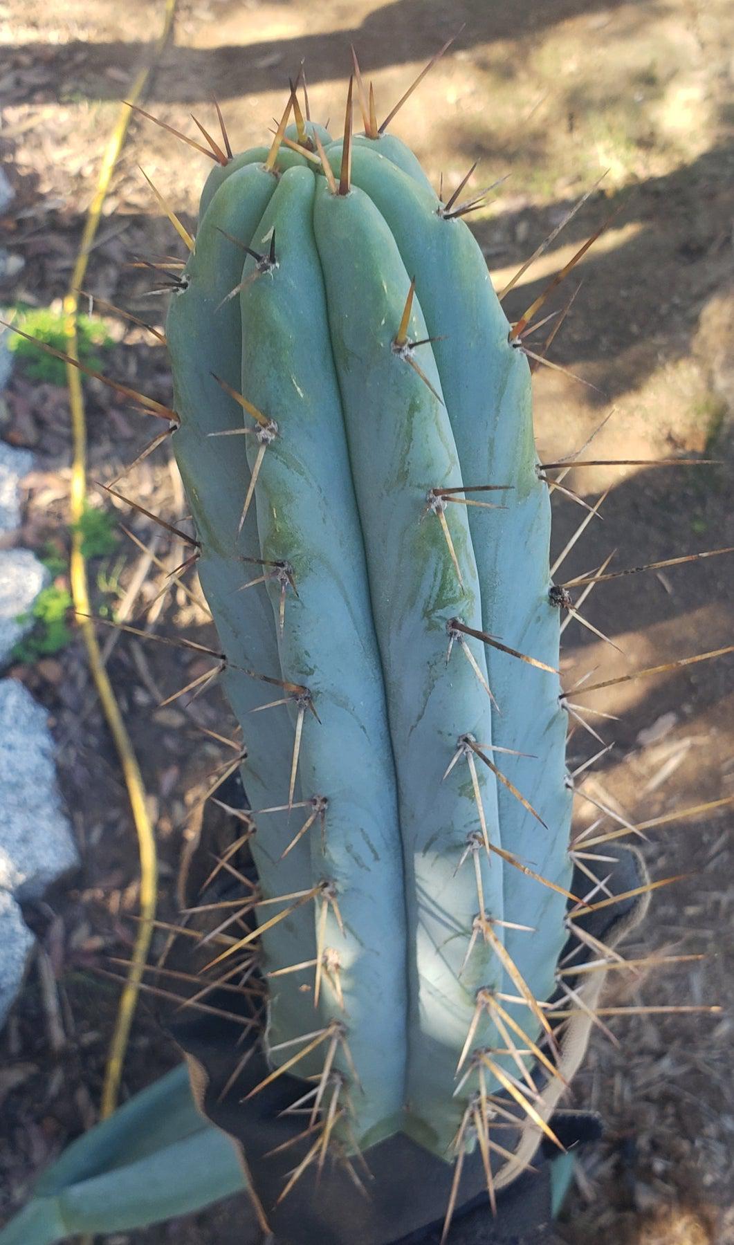 EC133 Trichocereus Bridgesii Boulder Cactus - 8-9 Inch Rare Columnar Cactus for Desert Gardens & Home Decor