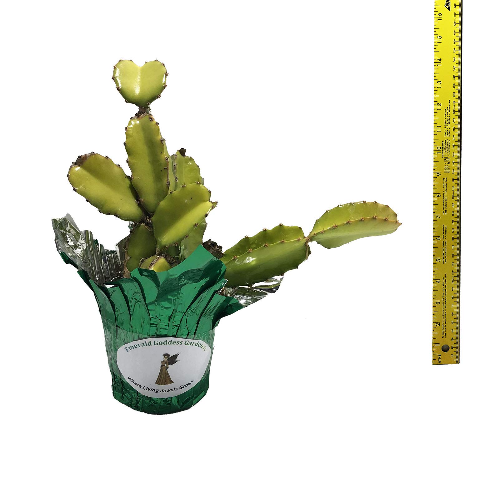 Dragon Fruit Plant (Hylocereus Undatus) - 4 Inch Starter Pot with Green & White Flowers | Fresh Pitahaya Fruit Production | Home Garden, Indoor Decor, or Gift Idea