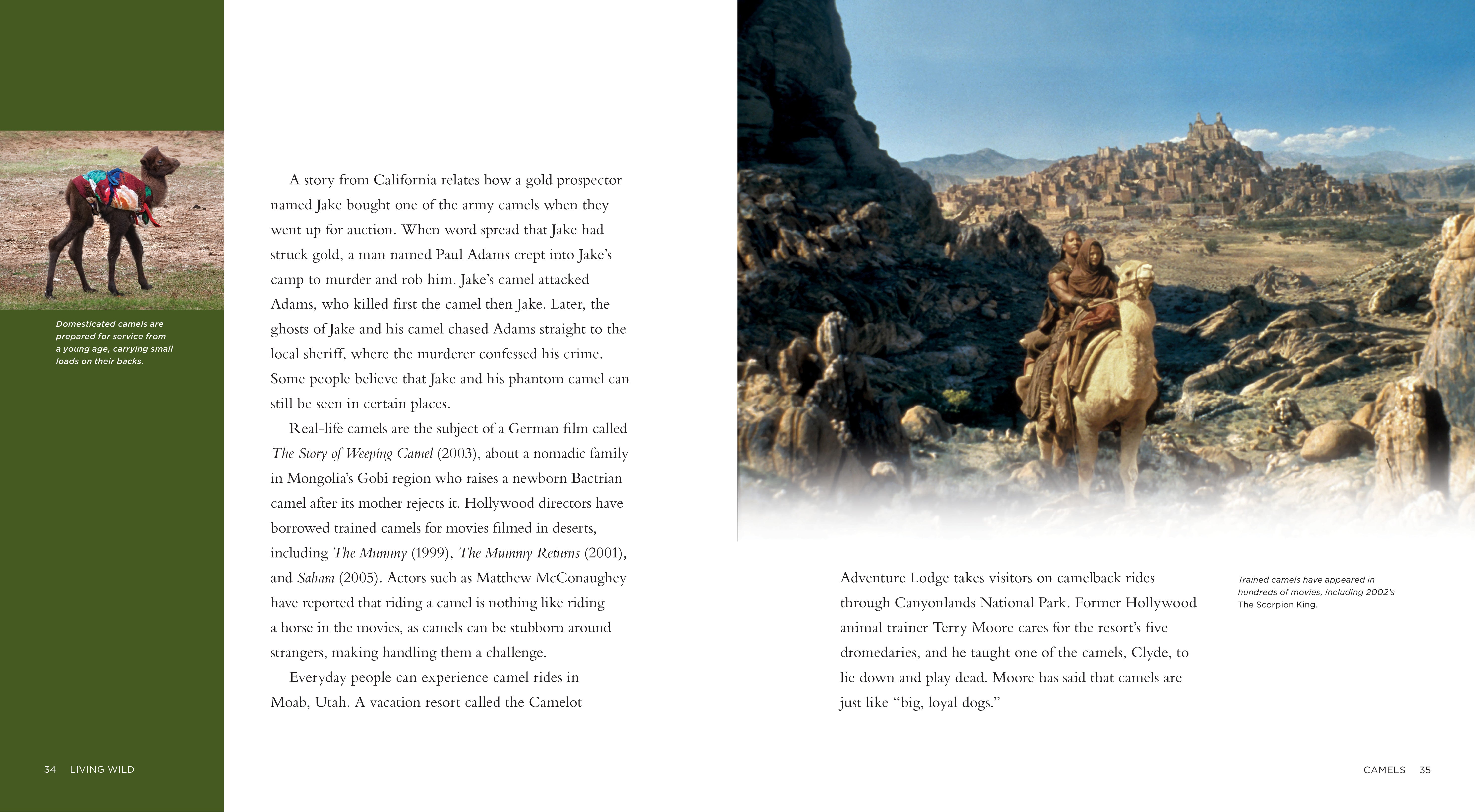 Camels Book 978-1-60818-166-7 - Learn About Desert Animals & Culture | Perfect for Travel Enthusiasts, Biology Students & Nature Lovers