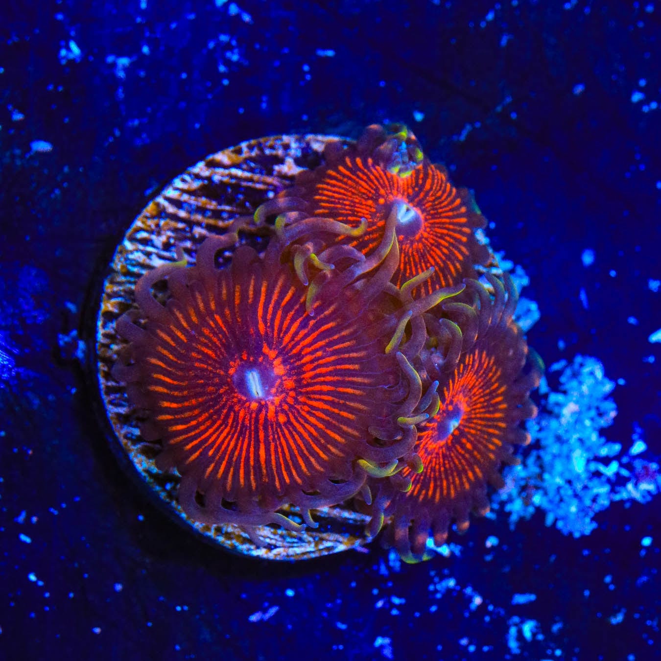 Armor of God Zoanthids Coral - Vibrant Saltwater Aquarium Coral for Reef Tanks | Perfect for Marine Aquascaping & Coral Propagation
