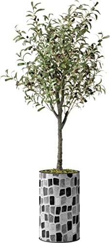 Olive Tree-2203240102