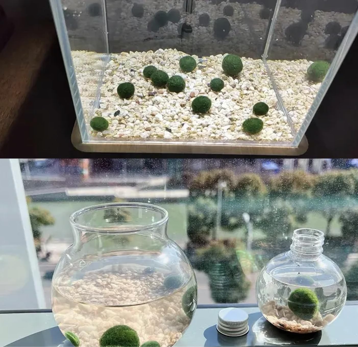5 Live Moss Balls (1-1.5 Inches) for Aquarium & Fish Tank - Natural Decorations & Plants - Perfect for Betta Tanks, Shrimp Habitats & Aquatic Environments
