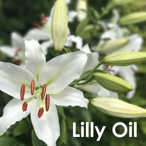 100% Pure Natural Lily (Lilium Auratum) Essential Oil - Undiluted, Uncut Therapeutic Grade Aromatherapy Oil | 0.10 Fl Oz | Perfect for Diffusers, Massage, Relaxation & Home Fragrance