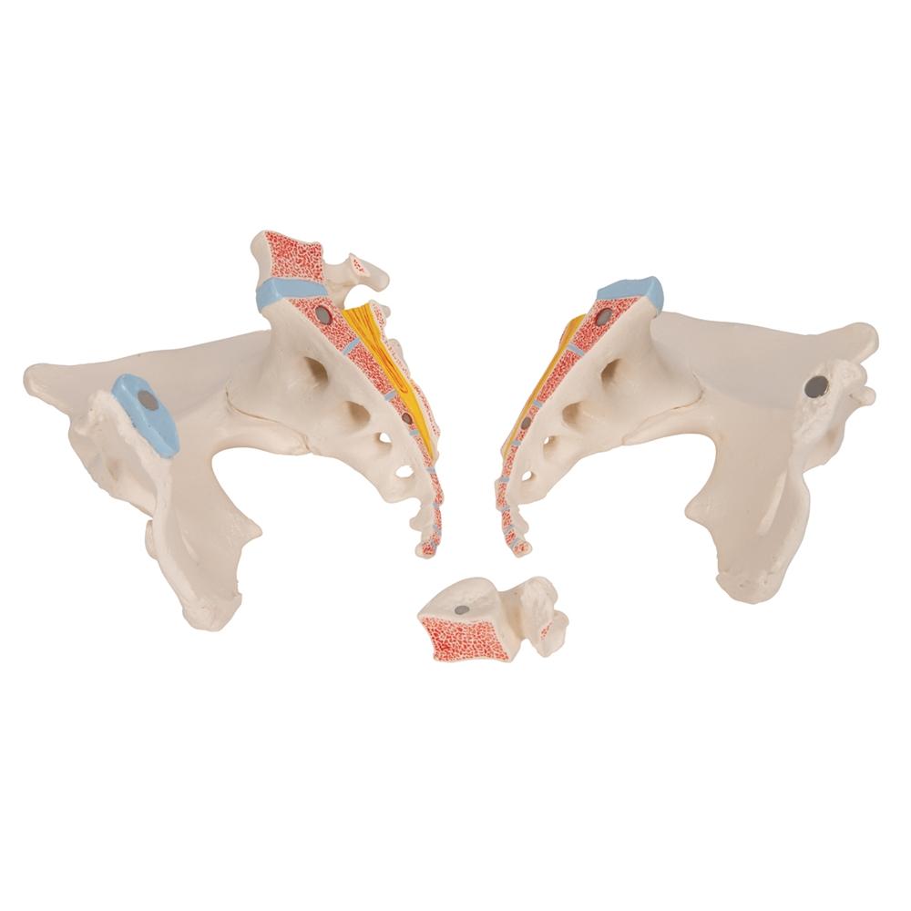 3-Part Female Pelvis Anatomy Model - Medical Teaching Tool for Students & Professionals | Ideal for Classroom, Lab & Study Use