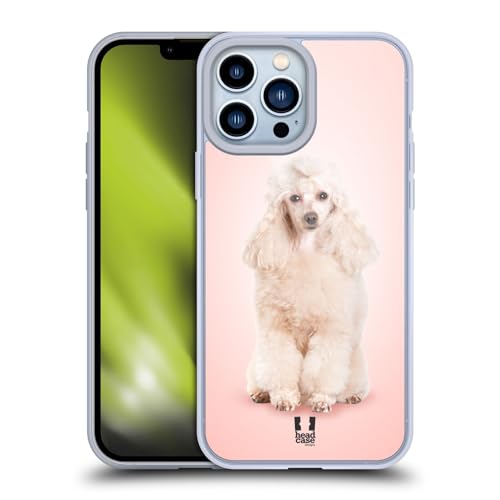 Portrait Of Poodle Dog