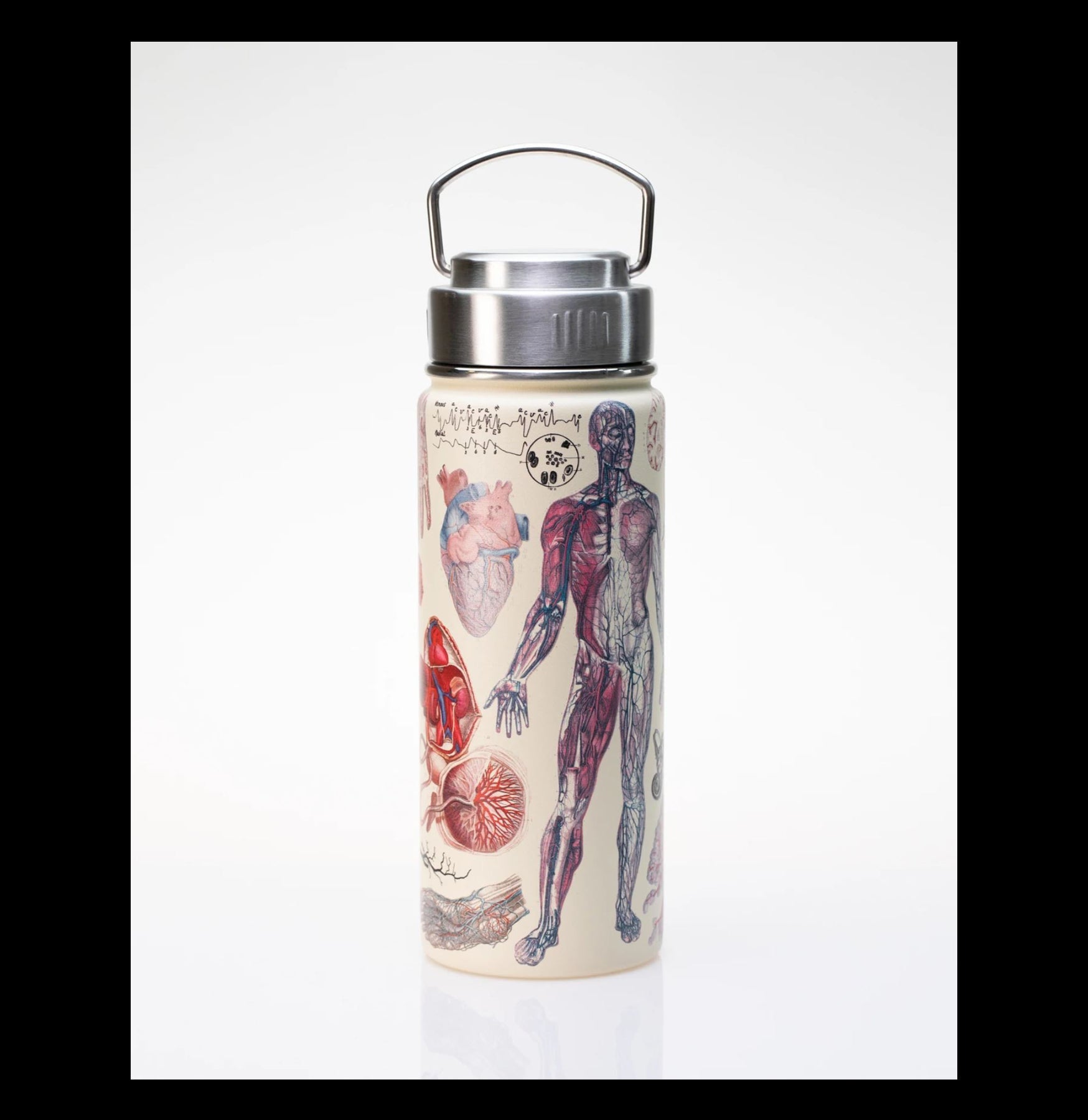 Premium Stainless Steel Vacuum Insulated Anatomy Flask - Double Wall Thermal Design for Hot & Cold Beverages - Ideal for Lab, School, Science Class & Outdoor Activities