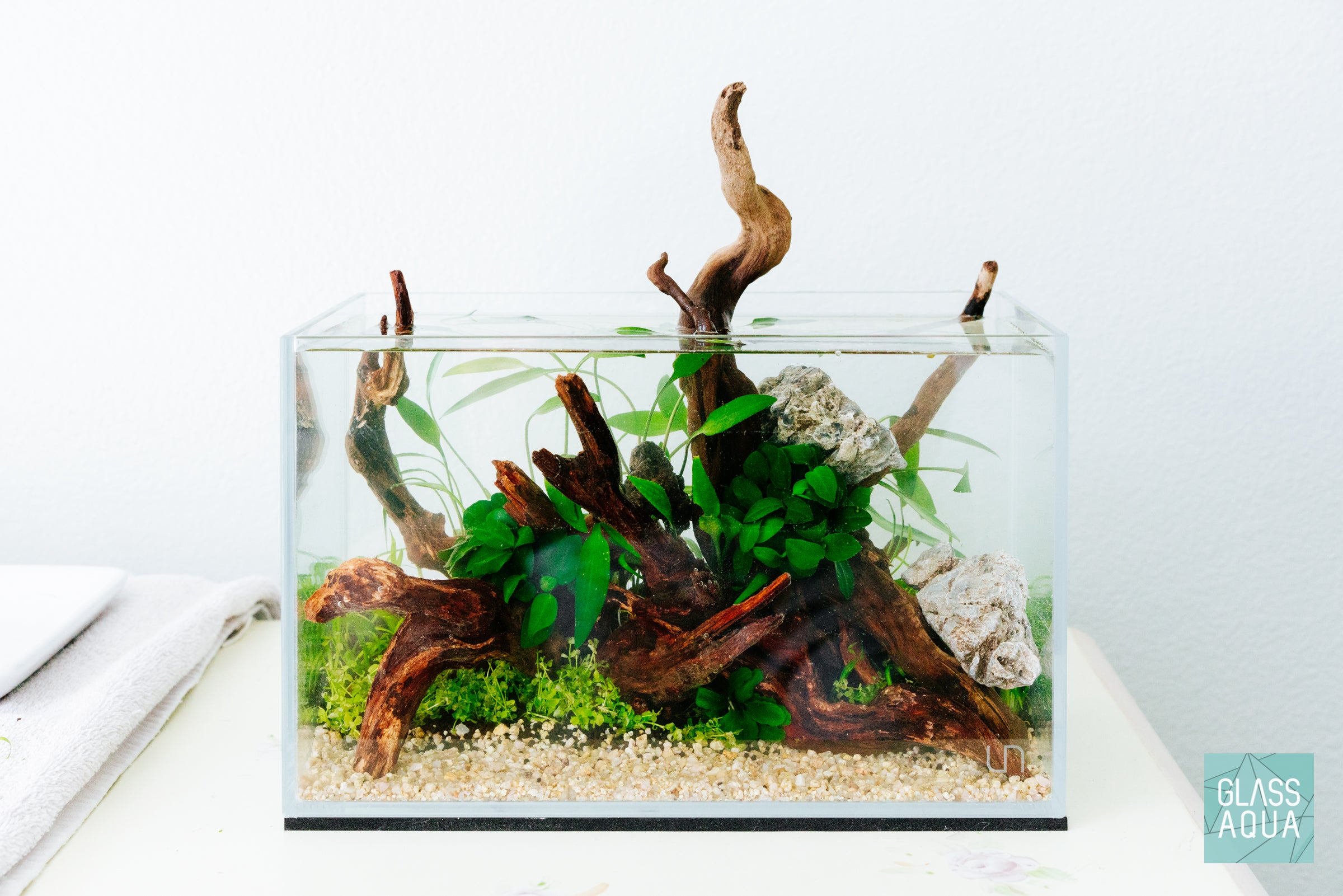 Anubias Nana Live Aquarium Plant - Easy Low Light Aquatic Plant for Fish Tanks, Aquascaping & Freshwater Aquariums - Perfect for Beginners & Shrimp Tanks