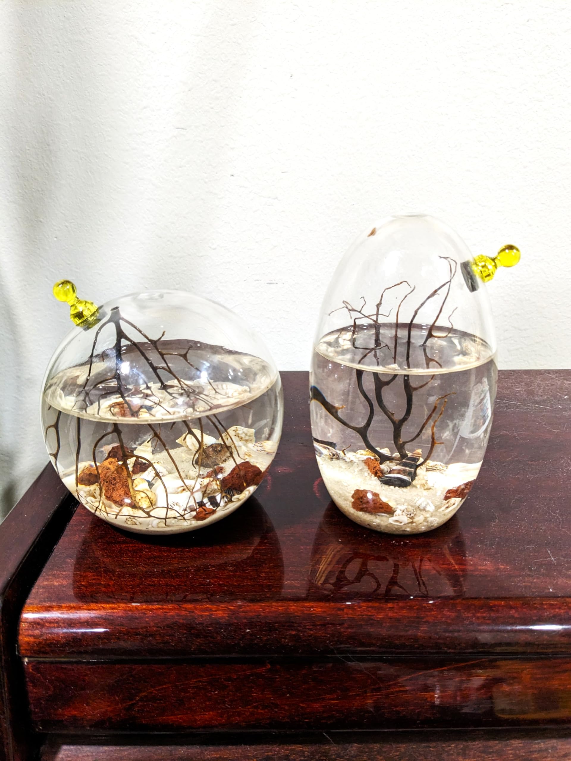 Self-Sustaining Glass Shrimp Ecosphere - Oval Shrimp Habitat Kit with Live Plants & Micro Ecosystem - Perfect for Home Office Decor, Science Education & Stress Relief Gifts