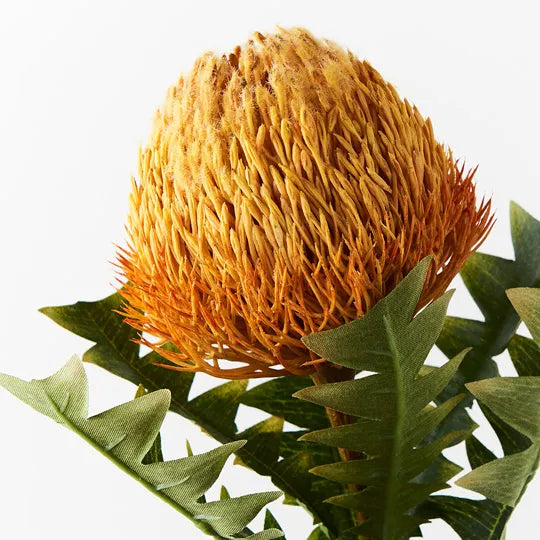 Banksia Acorn (Orange) - Natural Decorative Pods for Home Decor, DIY Crafts, and Floral Arrangements | Perfect for Centerpieces, Wedding Decor, and Seasonal Displays
