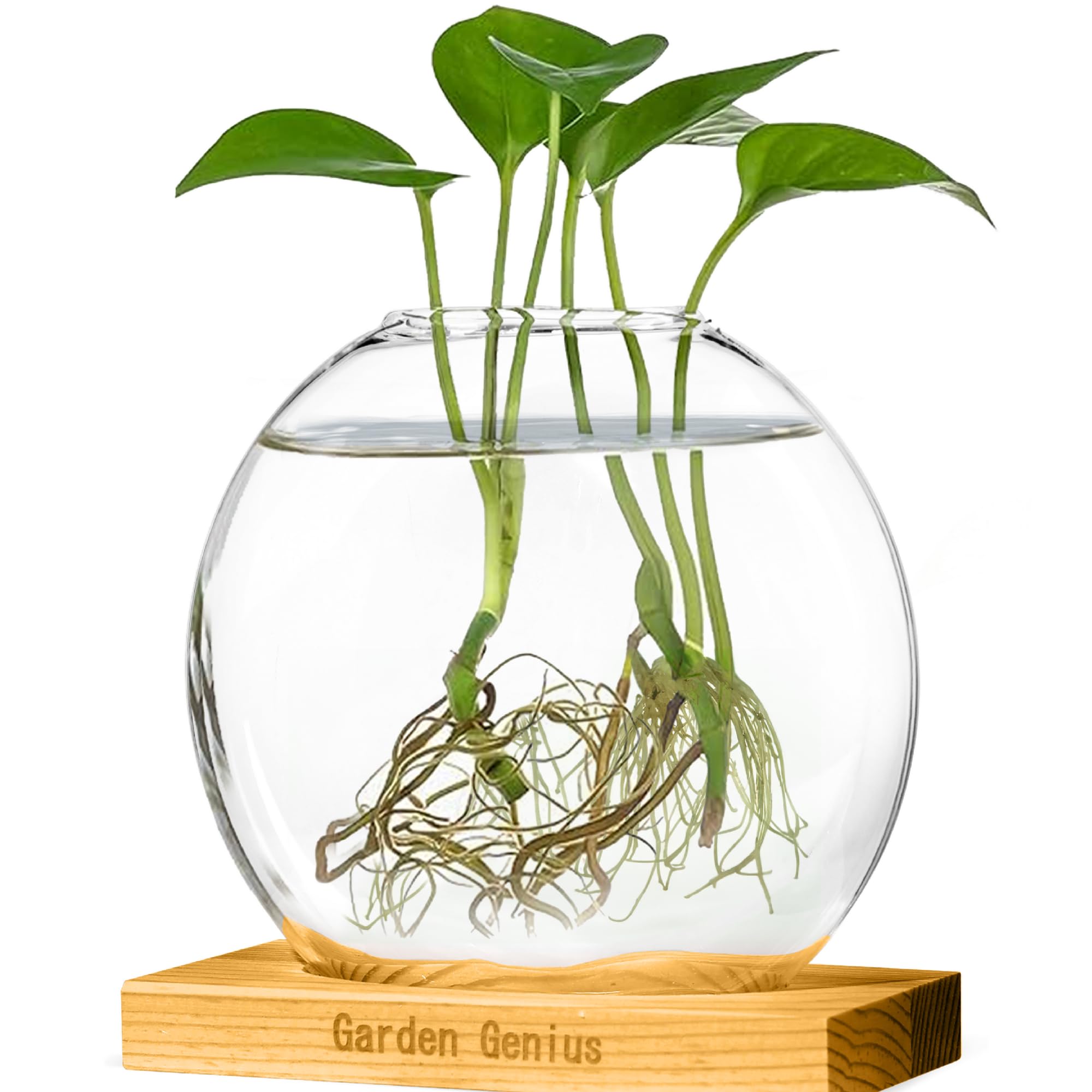 Propagation Station Plant Terrarium with Wooden Base – Single Glass Vase for Hydroponic Plants & Flowers | Perfect for Home, Office, Desk & Shelf Decor | Ideal for Plant Lovers, Succulents, Herbs & Indoor Gardening | Great Gift for Housewarming & Birthday