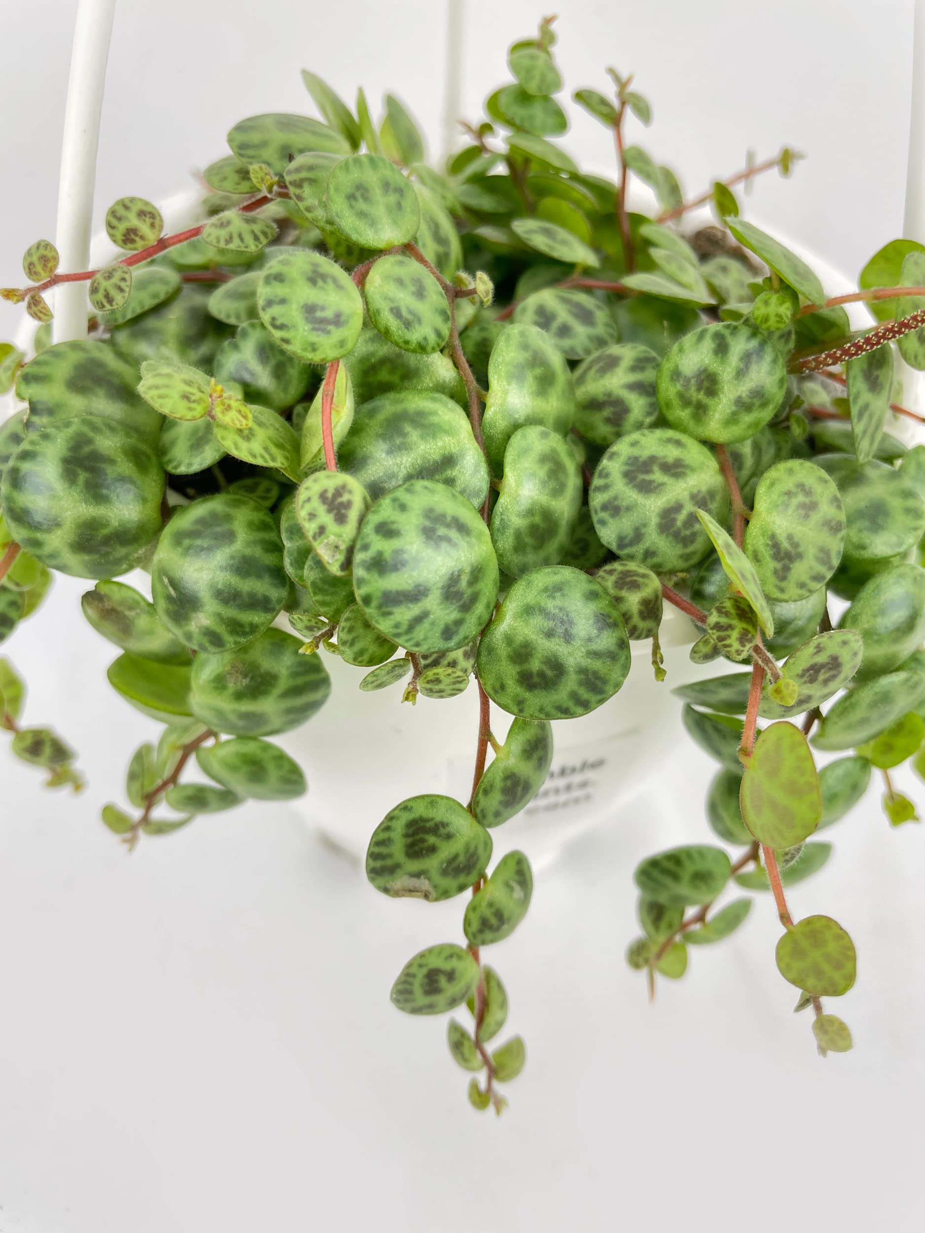 Bumble Plants String of Turtles Succulent - Live Potted Peperomia Prostrata Houseplant for Home & Office Decor | Indoor Hanging Plant for Shelves, Desks & Windowsills
