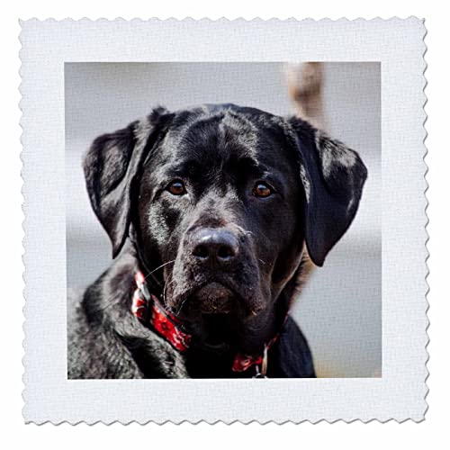 Black Lab Pet Dog Labrador Retriever Photo