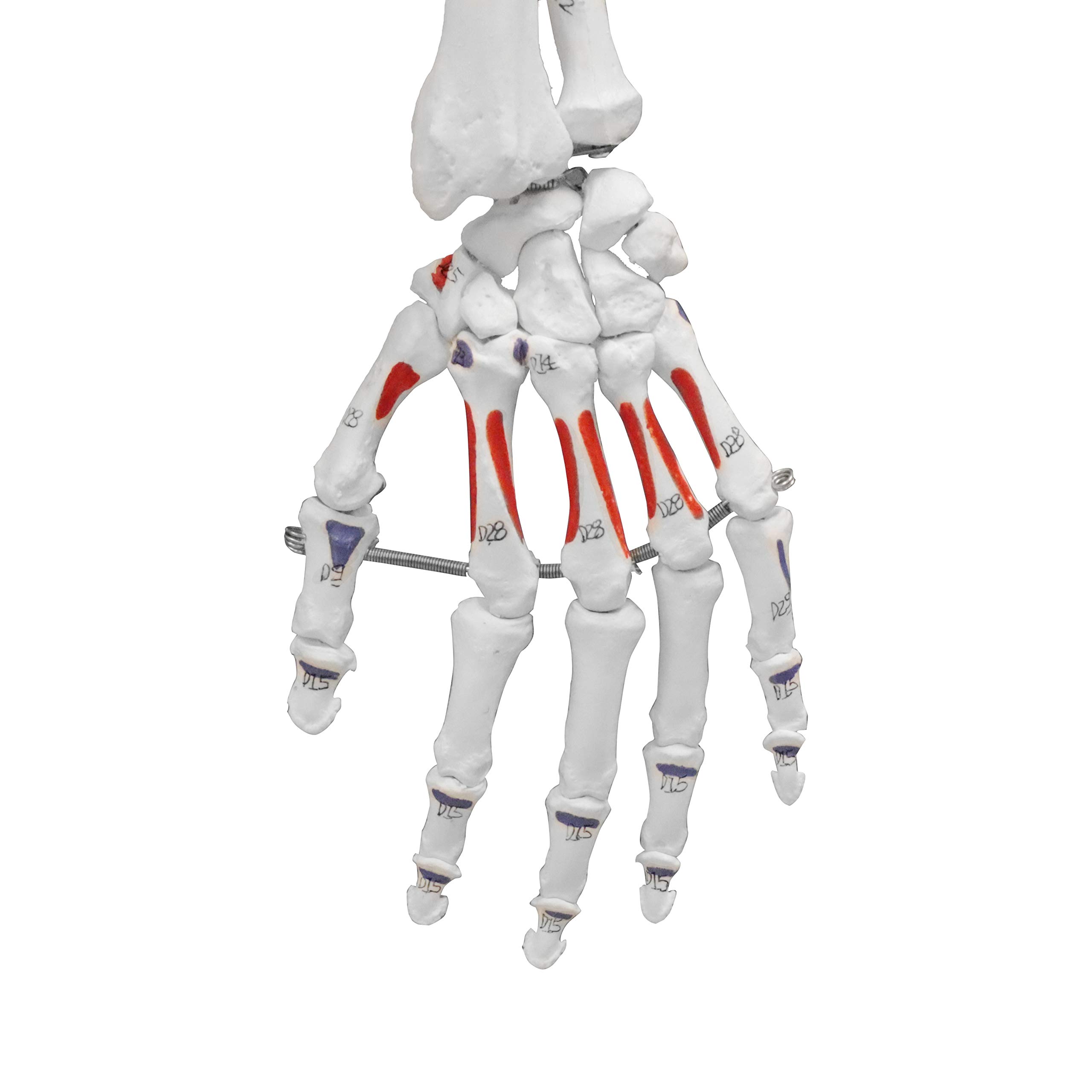 Vision Scientific VAS200H-DC Medical Grade Life-Size Human Skeleton Model (66