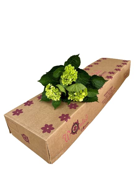 50 Fresh Cut Hydrangea Mini Green Stems - Farm Direct Flowers for Weddings, Home Decor & Events - Fast Delivery (Light Blue)