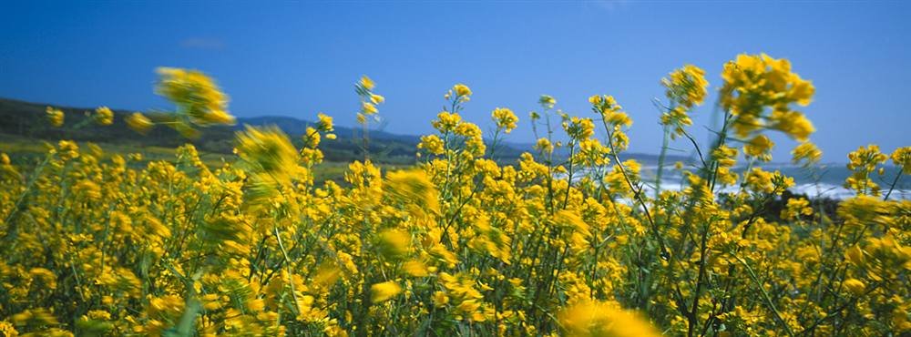 Peel & Stick Wall Murals - Mustard Flowers Close-Up (54