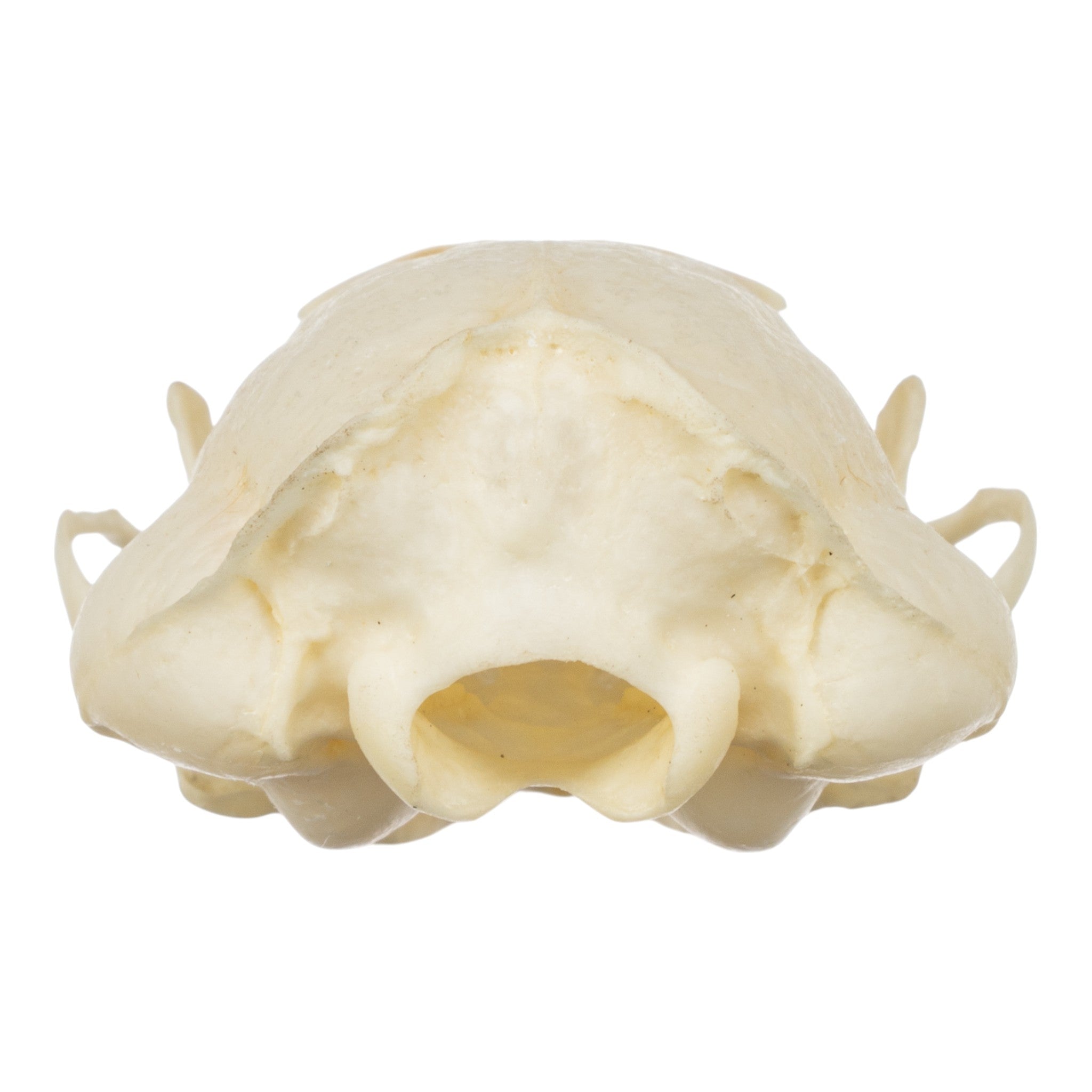 Authentic Western Spotted Skunk Skull - Taxidermy Specimen for Science Education, Oddity Collectors & Gothic Home Decor