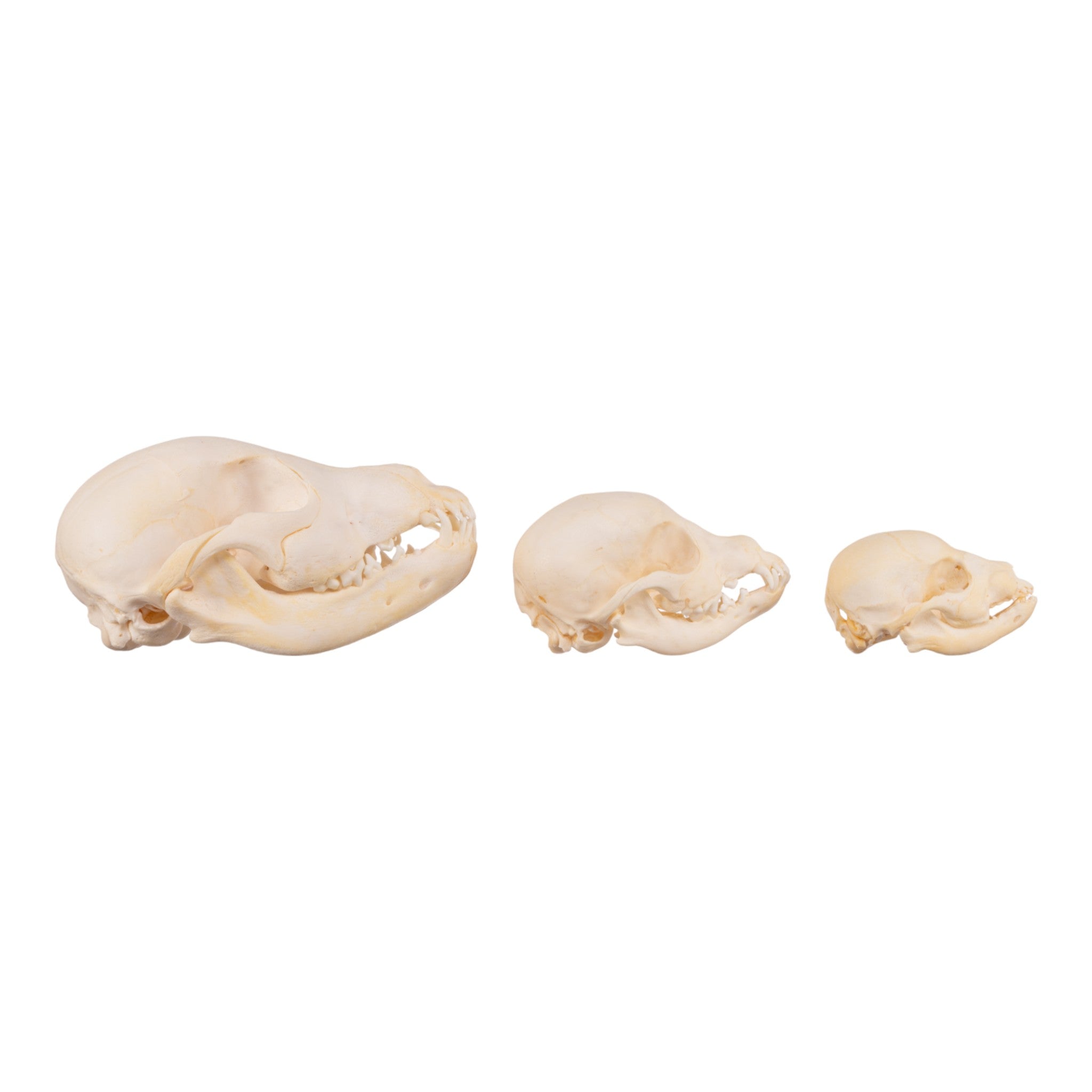 Authentic Domestic Dog Skull Replica - Single Puppy Skull for Veterinary Study, Halloween Decor & Educational Display