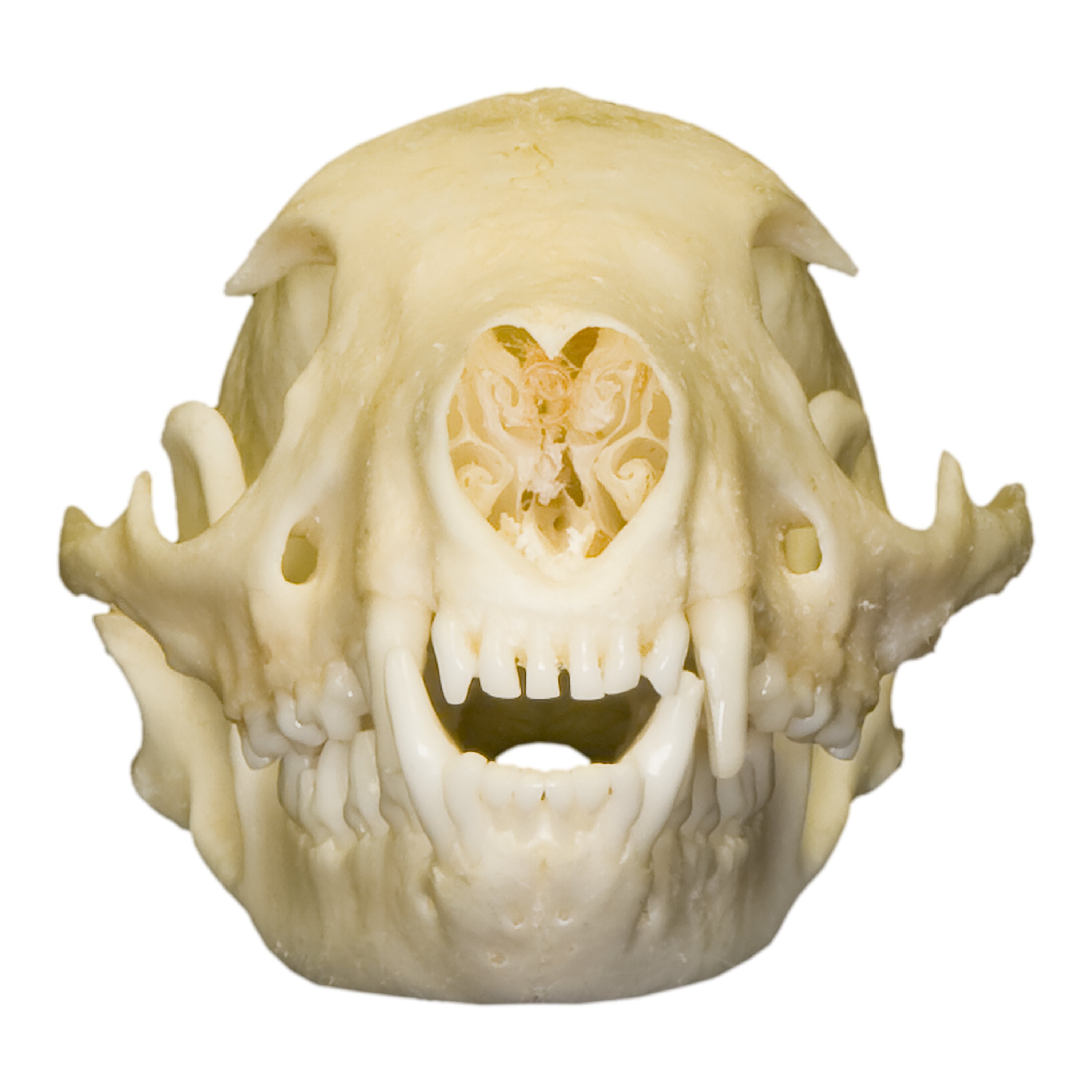 Real Flat-Headed Kusimanse Skull - Authentic Animal Skull Specimen for Taxidermy, Oddity Collections & Gothic Decor | Perfect for Halloween, Cabinets of Curiosity & Dark Academia Aesthetics