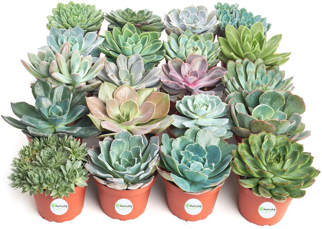 Live Echeveria Succulents in 4 Inch Pots - Bulk Rosette Succulent Plants for Wedding Favors, Bouquets, Centerpieces & Home Decor | Shop Succulents Collection