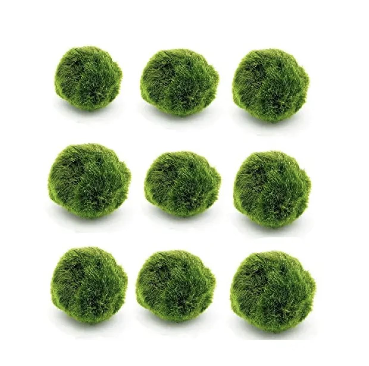 5 Live Moss Balls (1-1.5 Inches) for Aquarium & Fish Tank - Natural Decorations & Plants - Perfect for Betta Tanks, Shrimp Habitats & Aquatic Environments