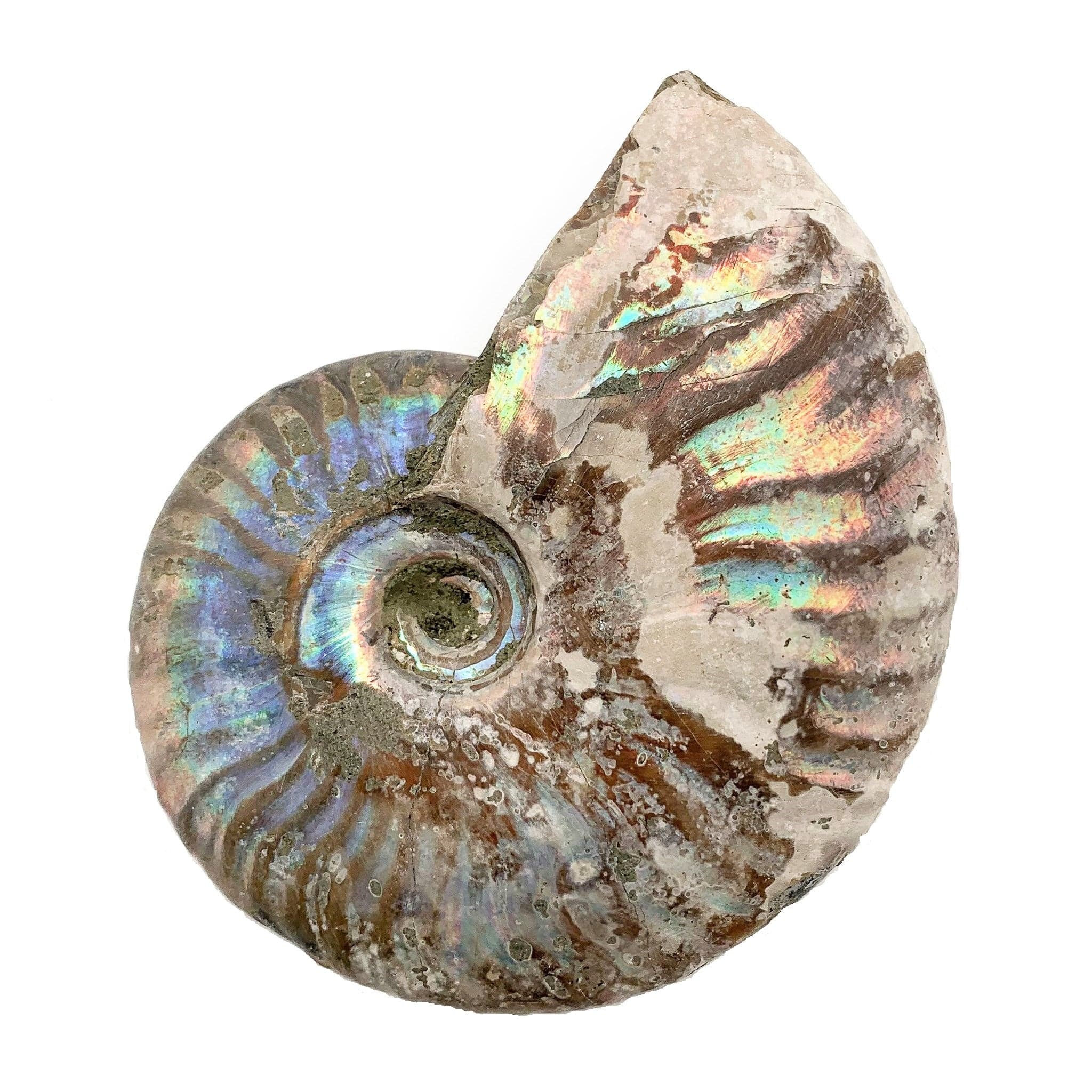 Natural Ammonite Iridescent Fossil Specimen - Authentic Prehistoric Shell for Home Decor, Jewelry Making & Fossil Collection