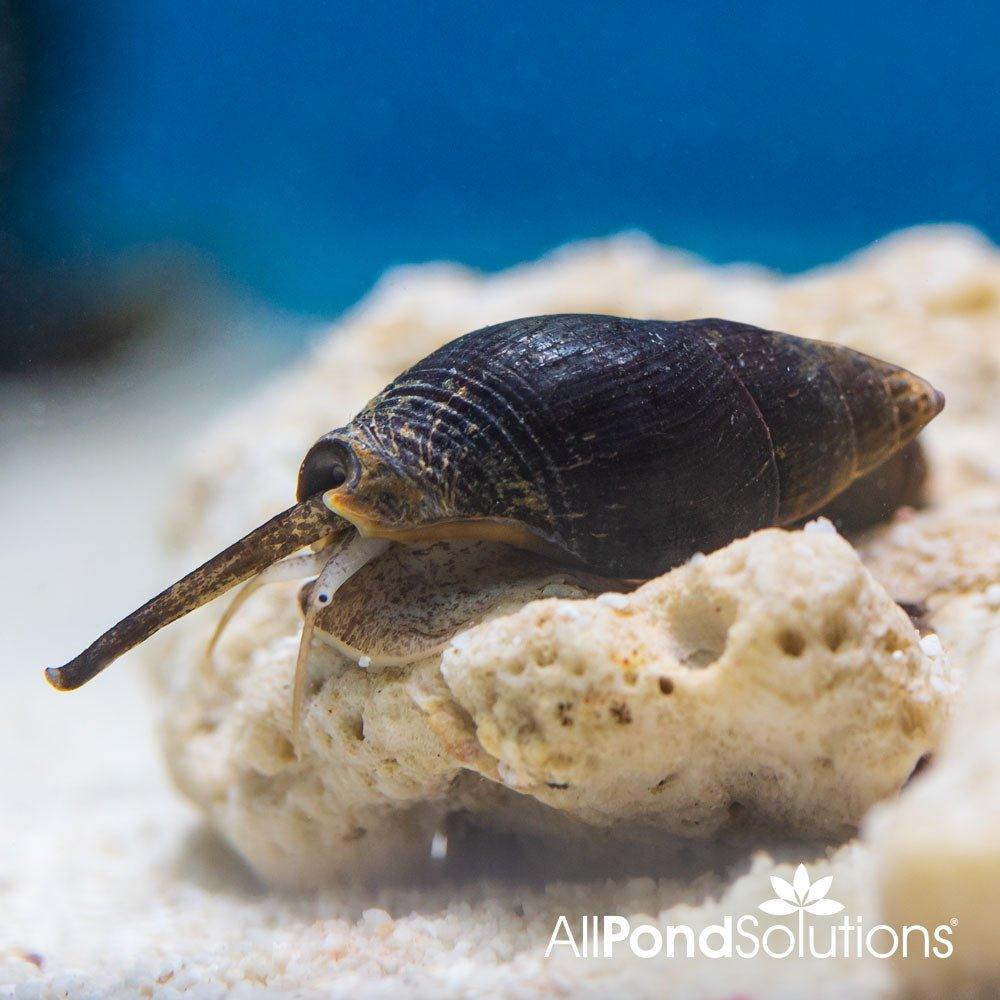 Nassarius Sand Snail - Live Saltwater Aquarium Snails for Reef Tanks, Nano Tanks & Marine Ecosystems - Natural Clean-Up Crew for Algae Control & Substrate Aeration