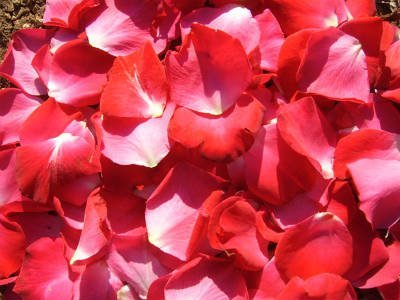 Organic Rose Petal Powder for Face Mask & Skincare - 900Gm (32oz) - Natural Glow Booster for DIY Facials, Brightening Treatments & Spa Days