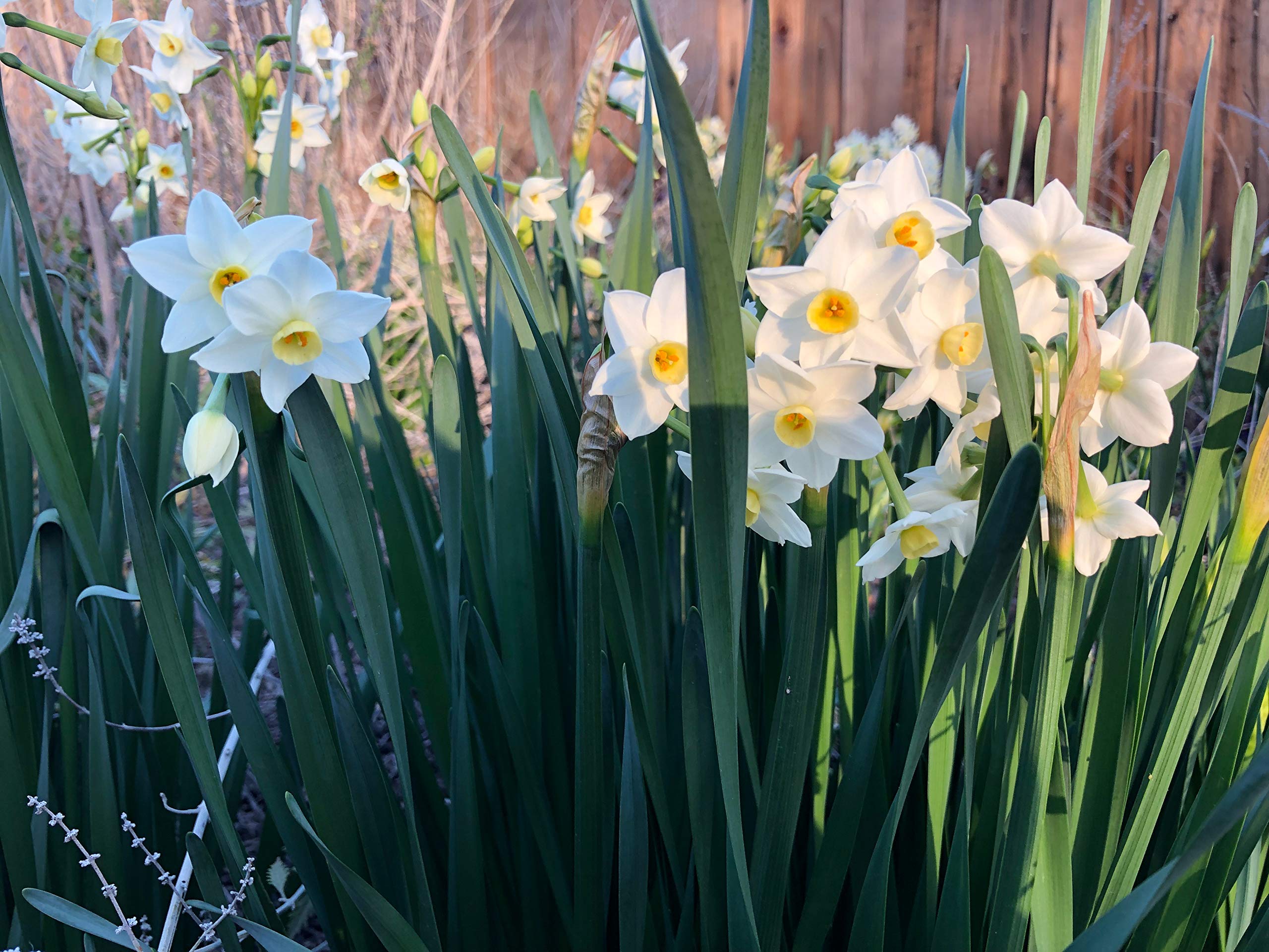 100 Perennial Spring Bulbs - Wintersun Paperwhite Narcissus Bulbs for Garden Planting | Indoor & Outdoor Flowering Plants for Home Decor, Landscaping, and Gift Giving