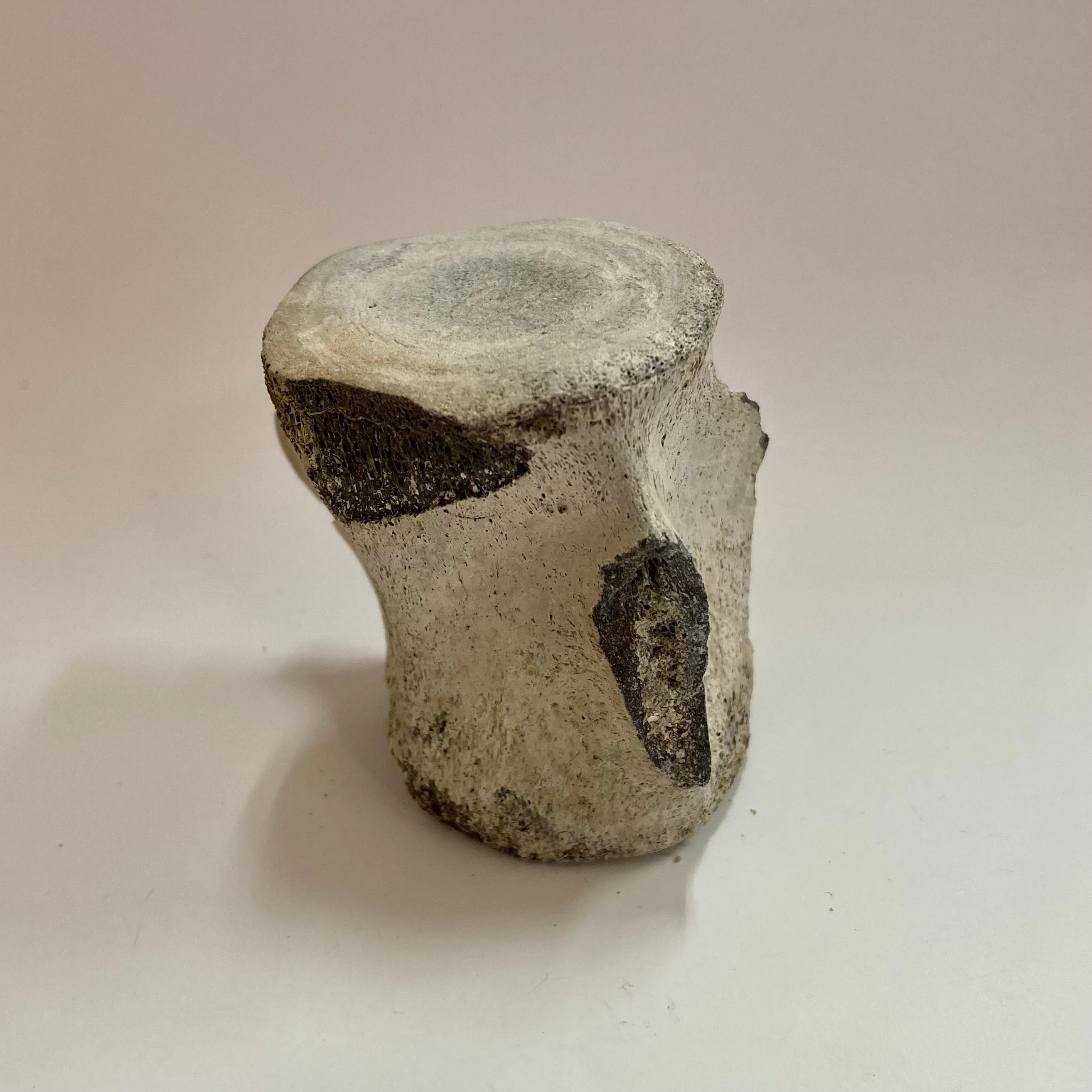 Authentic Porpoise Vertebra Bone - Rare Marine Mammal Specimen for Collectors & Science Enthusiasts | Perfect for Home Decor, Educational Displays & Unique Gift Ideas