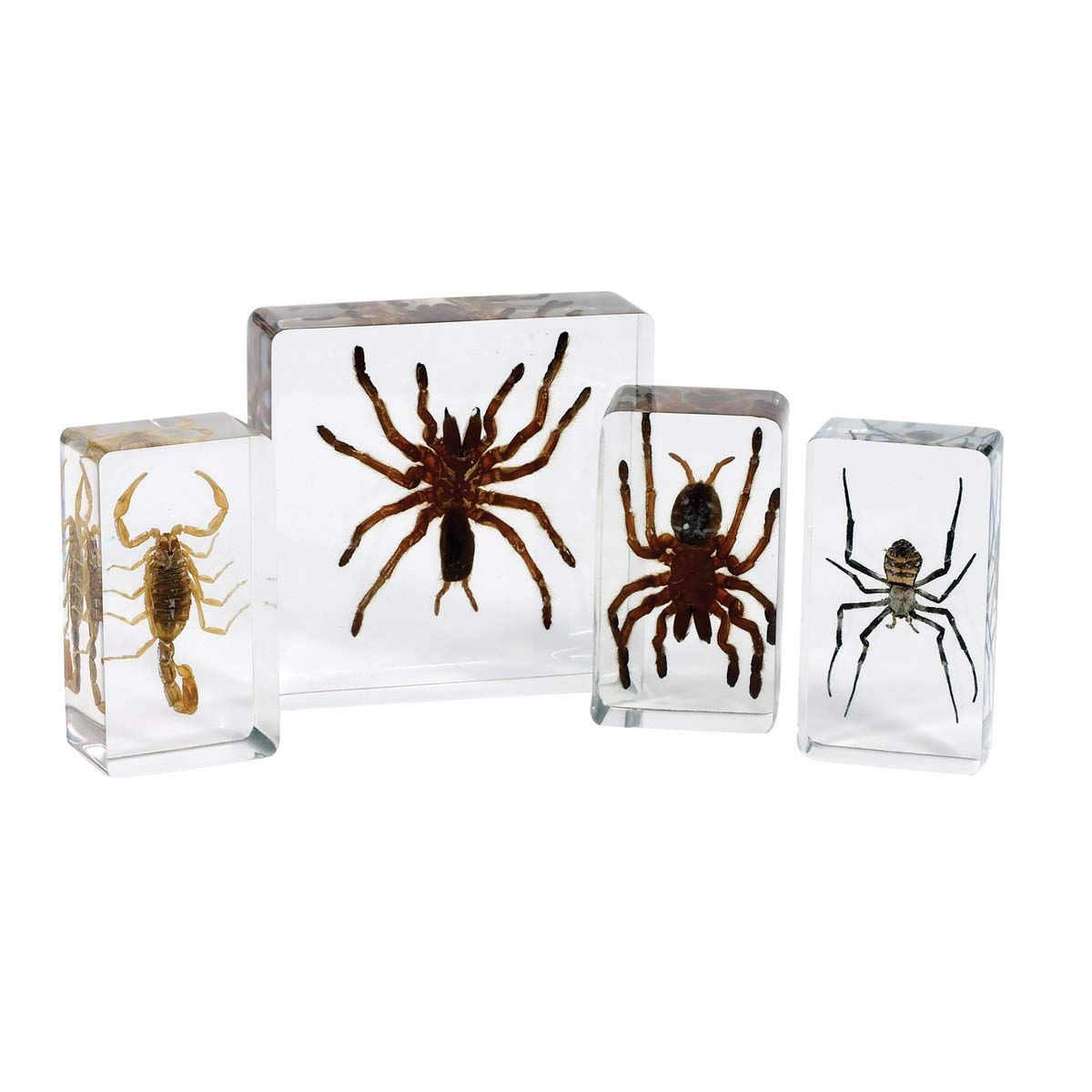 Kaplan Early Learning Scorpion and Spider Set - 4 Realistic Insect Figures for Kids Science Education & Nature Exploration | Perfect for Classroom, Homeschool, and Outdoor Play