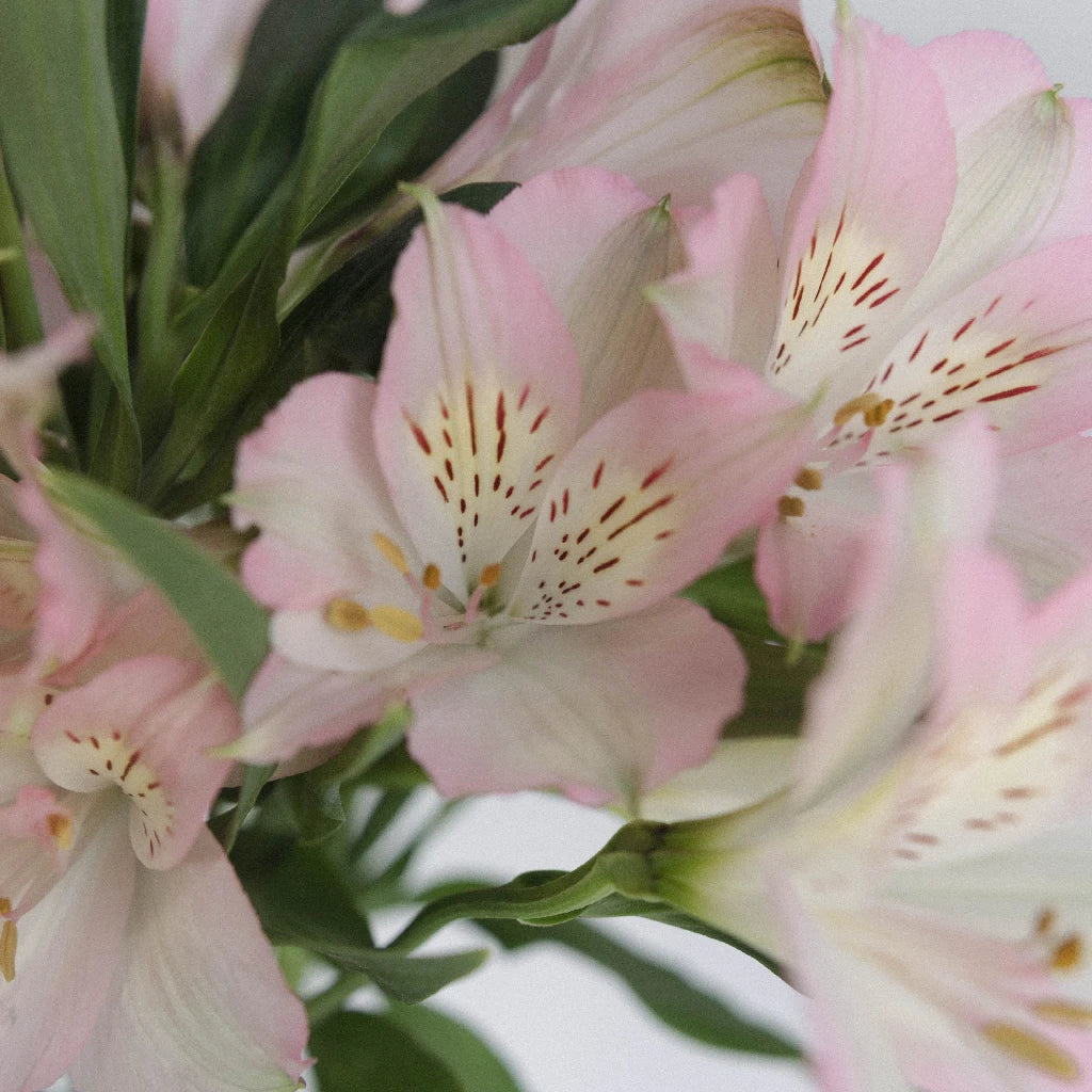 Fresh Baby Pink Peruvian Lilies Bouquet - Long-Lasting Cut Flowers for Weddings, Home Decor & Gifts