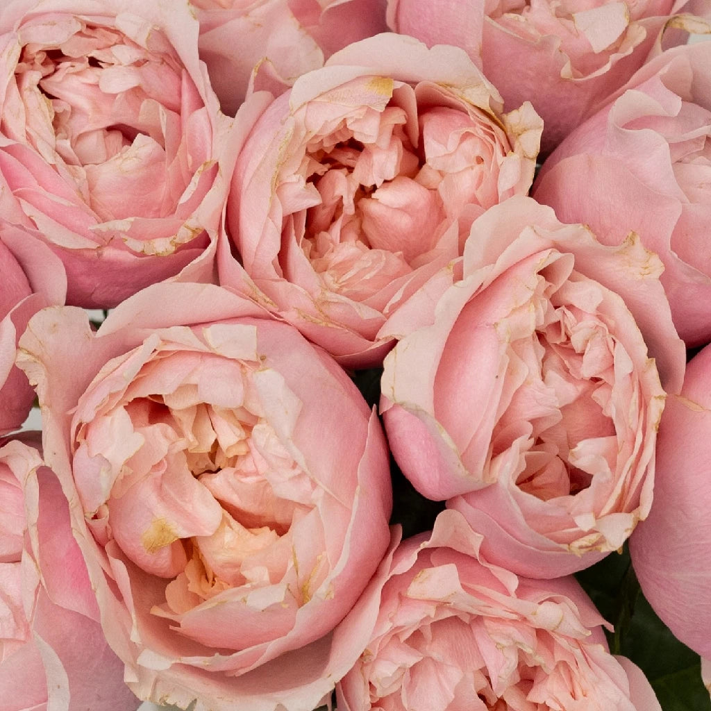 Blush Pink Prince Jardiniere Garden Rose - Elegant Floral Planter for Home Decor, Wedding Centerpieces & Outdoor Garden