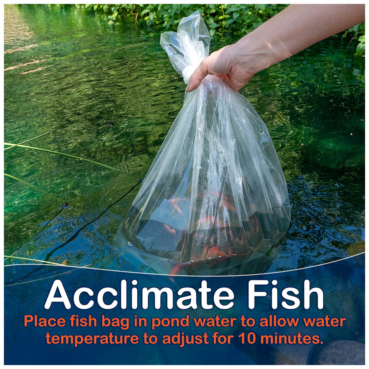 Live Goldfish Mix for Ponds - 10 Pack of 3-5