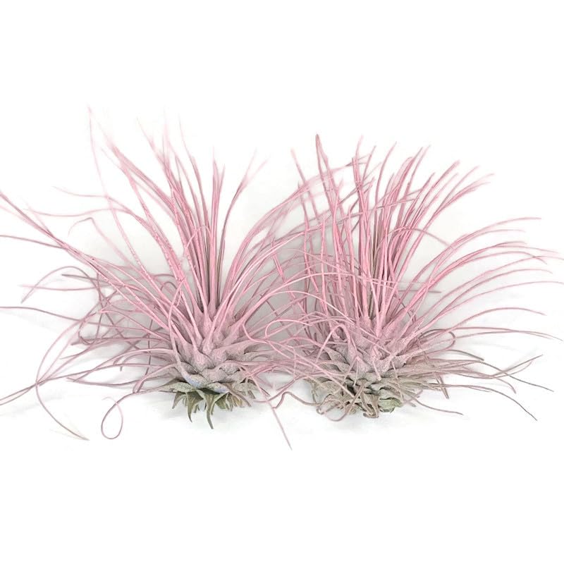 2 Light Pink