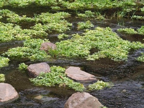 1000 FINE Curled Peppergrass Seeds - Lepidium Sativum (Peppercress/Watercress) - Organic Vegetable Sprouting Seeds for Salads, Sandwiches & Healthy Microgreens - Perfect for Home Gardening & Hydroponics