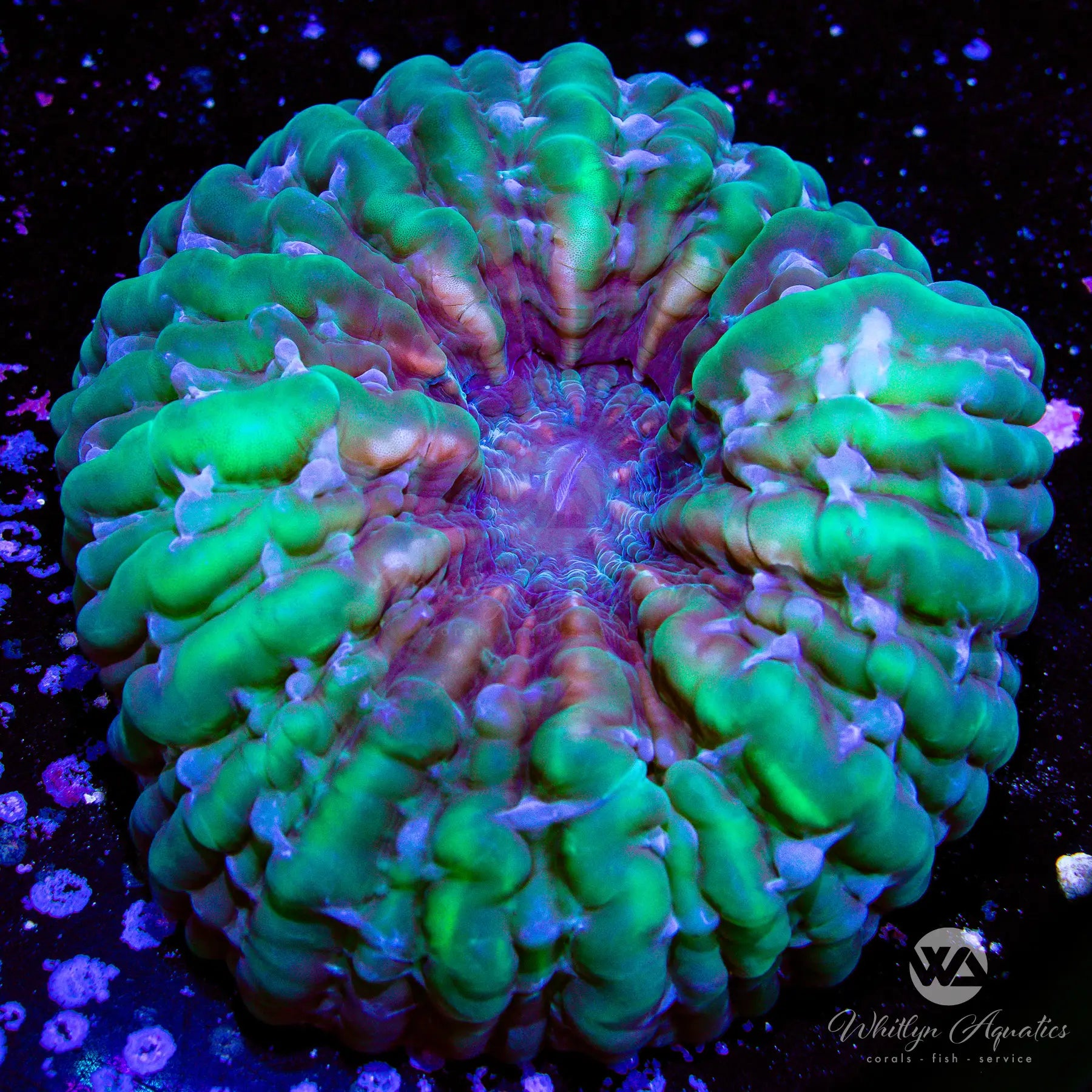 Premium C55 Joker Cynarina Coral (~5 Inches) - WYSIWYG Live Coral for Saltwater Aquariums | Perfect for Reef Tanks & Marine Displays