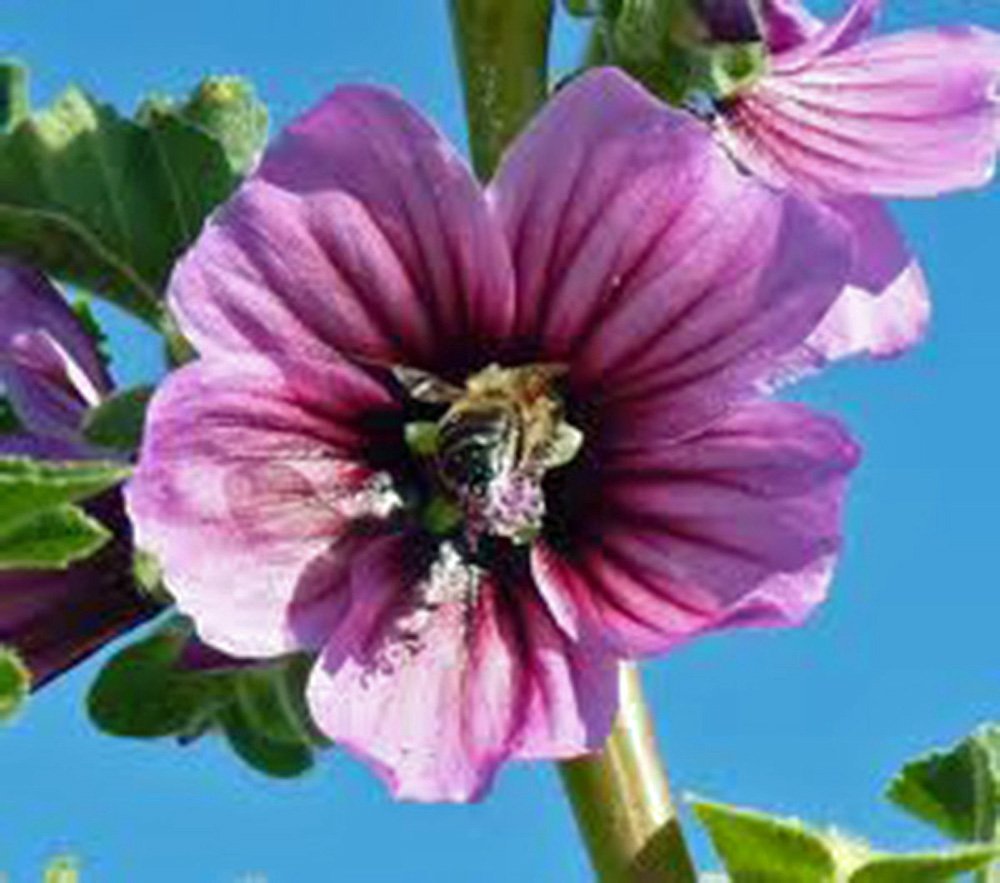 Rose Mallow Seeds (25+ Count) - Vibrant Pink Hibiscus Flowers for Garden Planting | Perfect for Landscaping, Borders & Butterfly Gardens