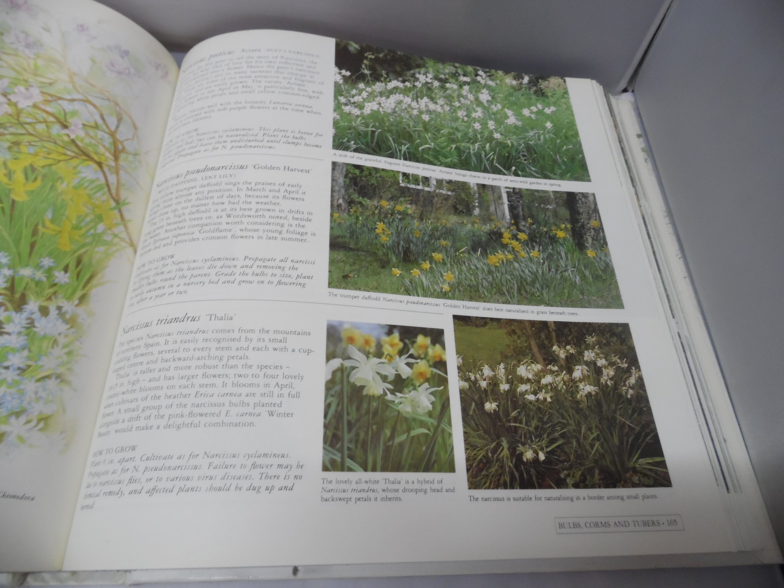 Creative Gardening Guide - Reader's Digest Tips for Beautiful Home Gardens | Indoor & Outdoor Planting Ideas