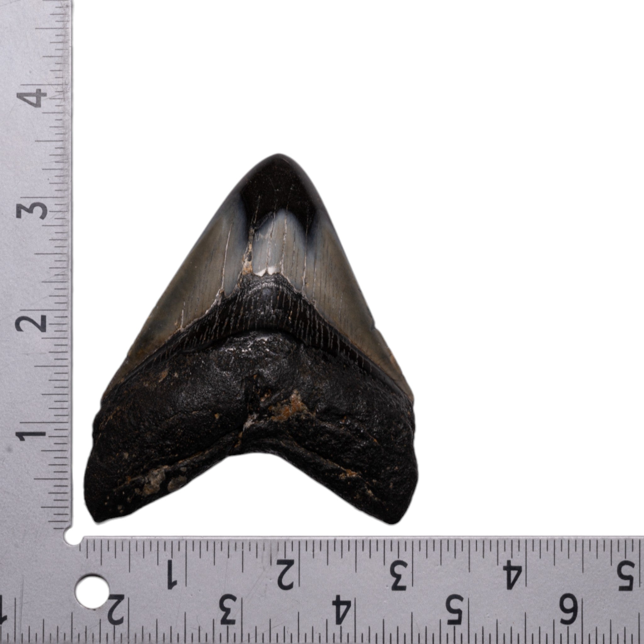 Authentic Megalodon Shark Tooth Fossil - Genuine Collector's Item for Home Decor, Jewelry Making & Paleontology Enthusiasts