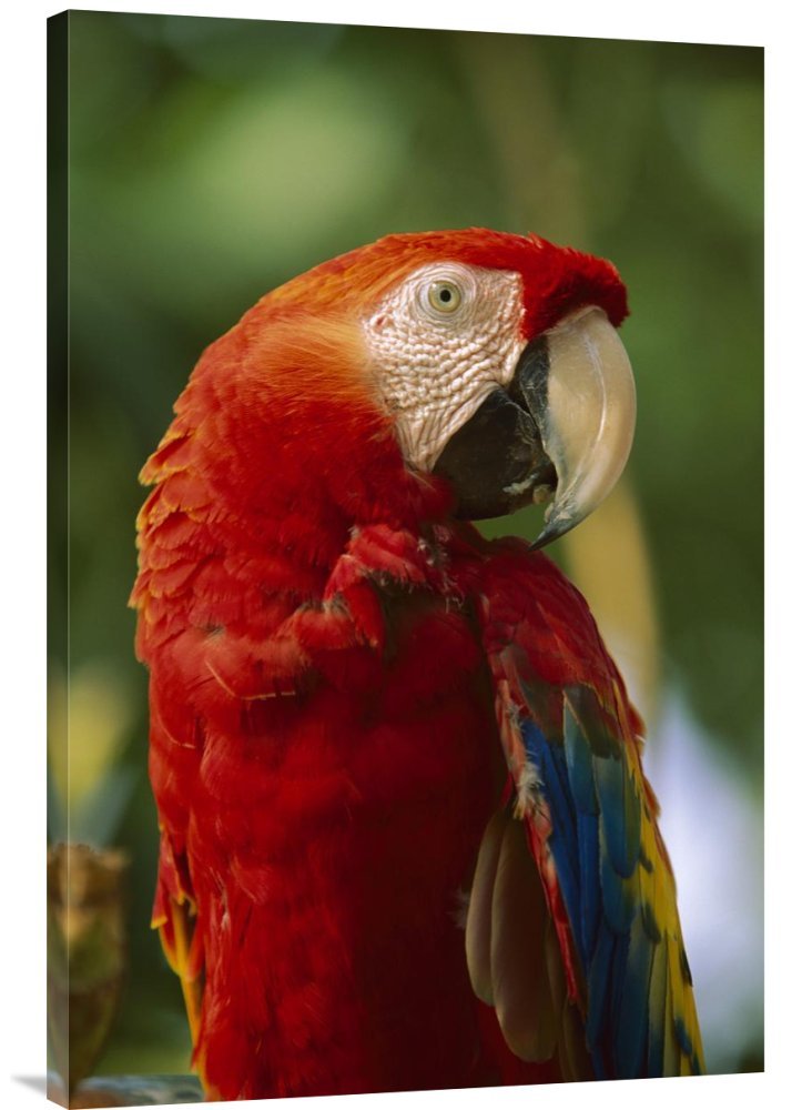 Scarlet Macaw Canvas Wall Art - Central & South America Wildlife Print by Tim Fitzharris - Gallery Wrapped Giclee on Canvas - Perfect for Living Room, Bedroom & Office Decor