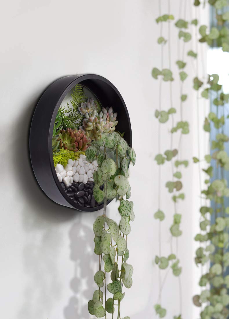 Ecosides 6