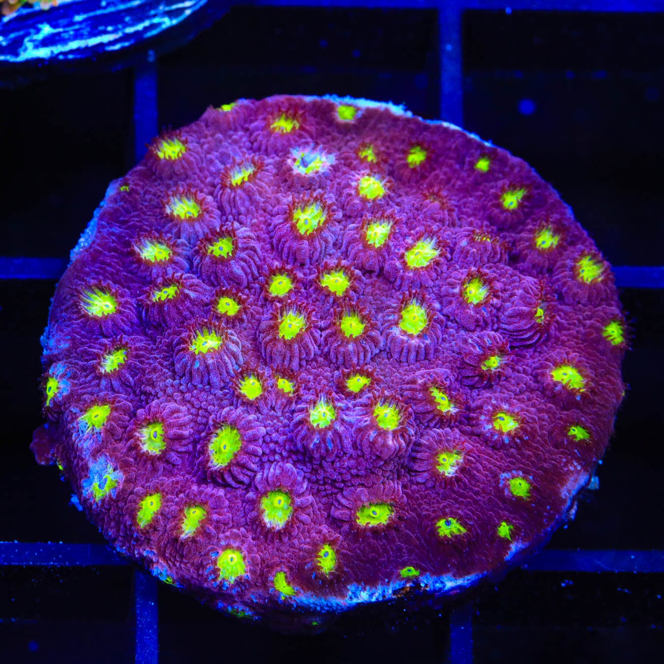 Premium CB Bling Bling Cyphastrea Coral - Vibrant Saltwater Aquarium Coral for Reef Tanks | Perfect for Marine Aquascaping & Coral Propagation